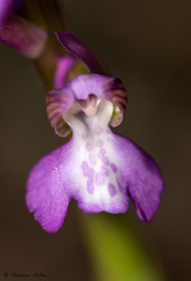 Anacamptis picta