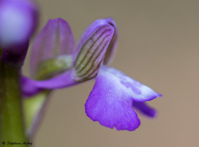 Anacamptis picta