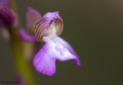 Anacamptis picta