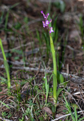 Anacamptis picta