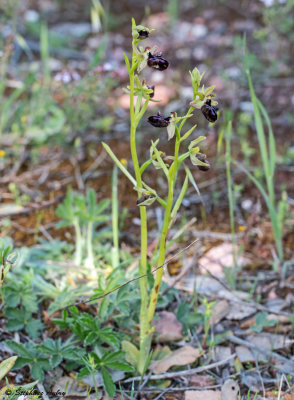 Ophrys incubacea