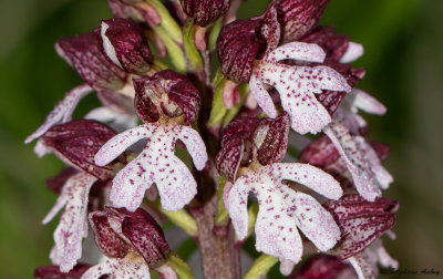 Orchis purpurea