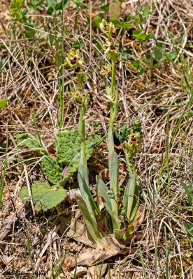Ophrys araneola