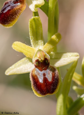 Ophrys araneola