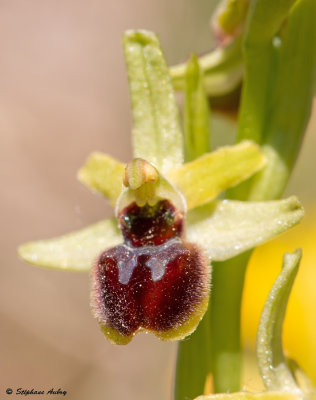 Ophrys araneola