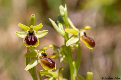 Ophrys araneola