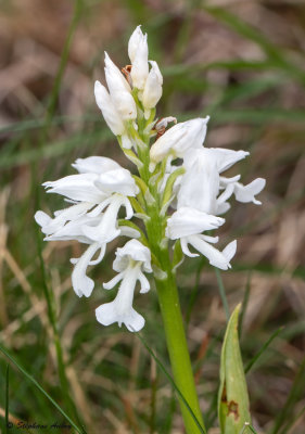 Orchis militaris f. albiflora