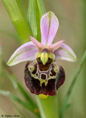 Ophrys fuciflora