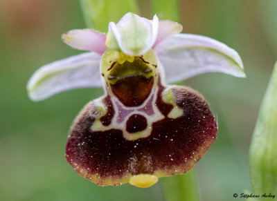 Ophrys fuciflora