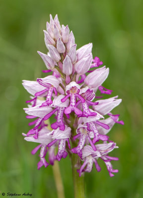 Orchis militaris