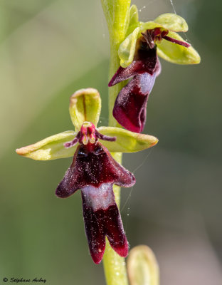 Ophrys insectifera