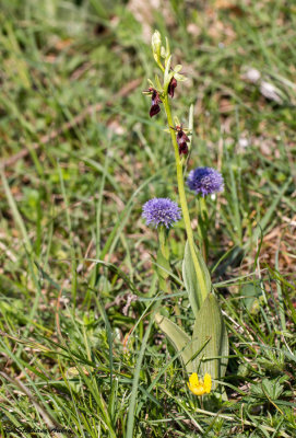 Ophrys insectifera