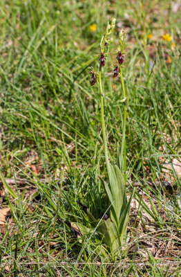 Ophrys insectifera