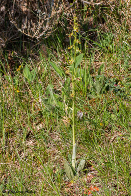 Ophrys araneola