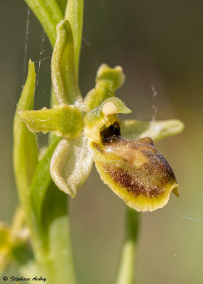 Ophrys araneola