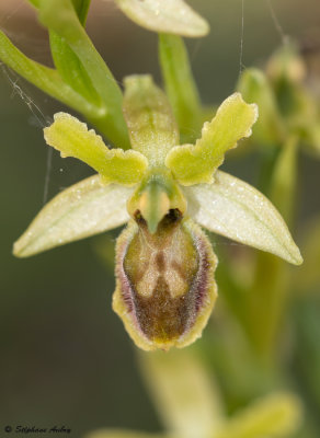 Ophrys araneola