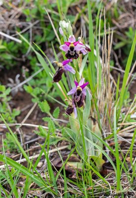 Ophrys drumana  O. demangei