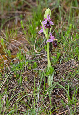 Ophrys drumana