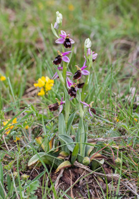 Ophrys drumana