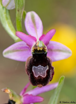 Ophrys drumana