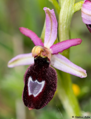 Ophrys drumana