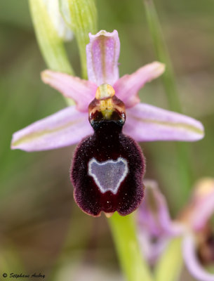 Ophrys drumana