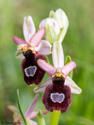 Ophrys drumana