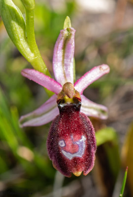 Ophrys drumana
