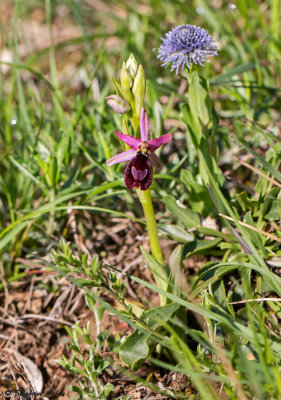 Ophrys drumana