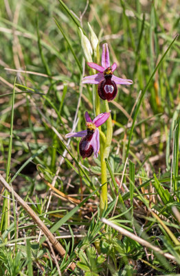 Ophrys drumana