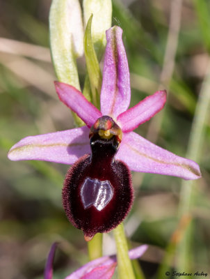 Ophrys drumana