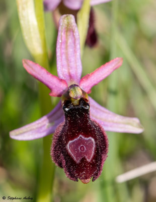Ophrys drumana