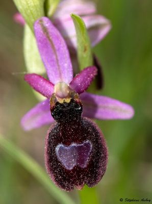 Ophrys drumana