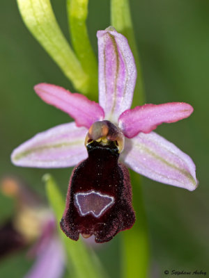 Ophrys drumana