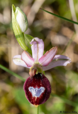 Ophrys drumana
