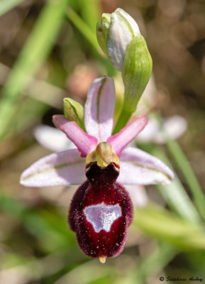 Ophrys drumana