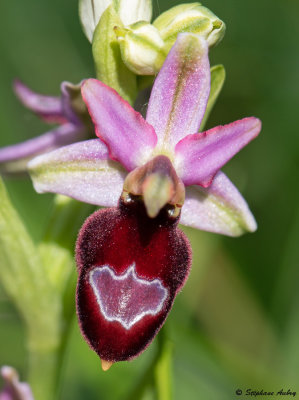 Ophrys drumana