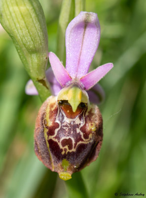 Ophrys demangei