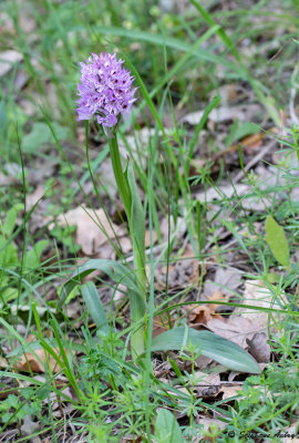 Neotinea tridentata