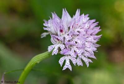 Neotinea tridentata