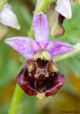 Ophrys fuciflora