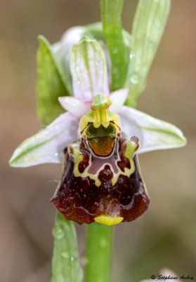 Ophrys fuciflora
