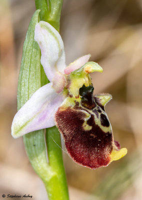 Ophrys fuciflora