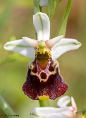 Ophrys fuciflora