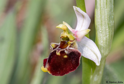 Ophrys fuciflora