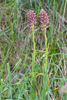 Anacamptis coriophora subsp. coriophora