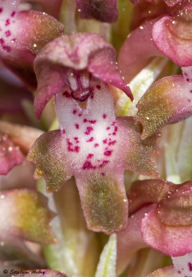 Anacamptis coriophora subsp. coriophora