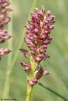 Anacamptis coriophora subsp. coriophora