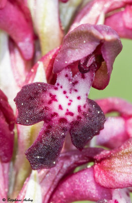 Anacamptis coriophora subsp. coriophora