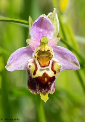 Ophrys fuciflora